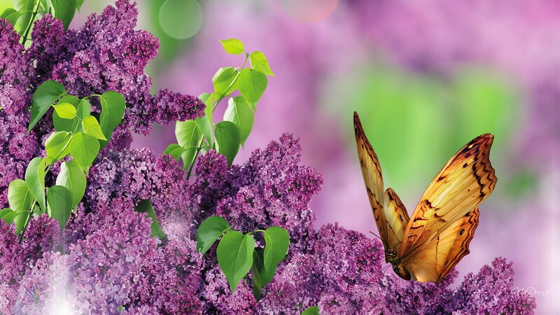 Butterfly on Lilac Flowers — Purple, Serene, Spring