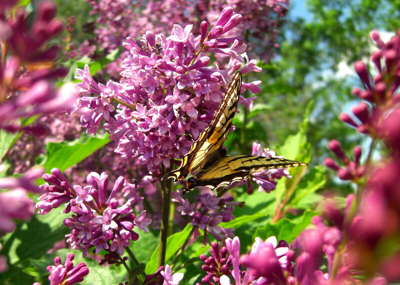 Butterfly on Lilac Flowers — Purple, Serene