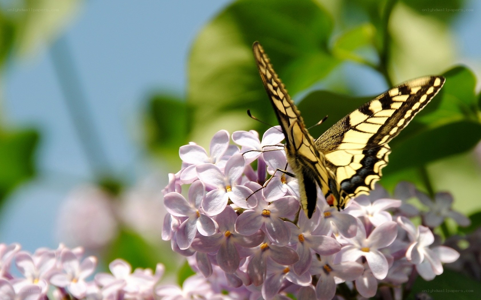 butterfly on lilac flowers