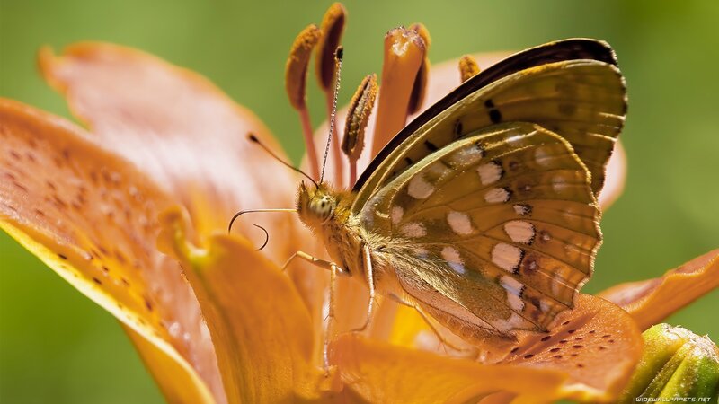 Butterfly on Lily Flower — Orange, Serene