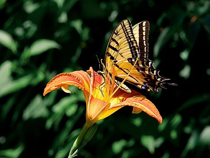 Butterfly on Lily Flower — Orange