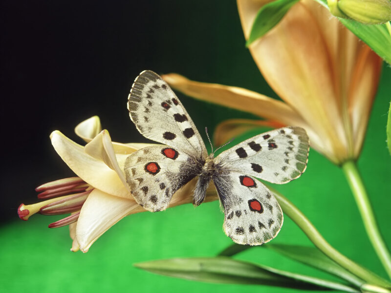 Butterfly on Lily Flower — White