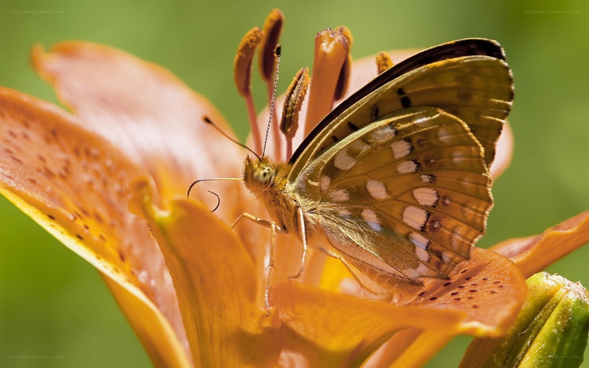butterfly on lily flower