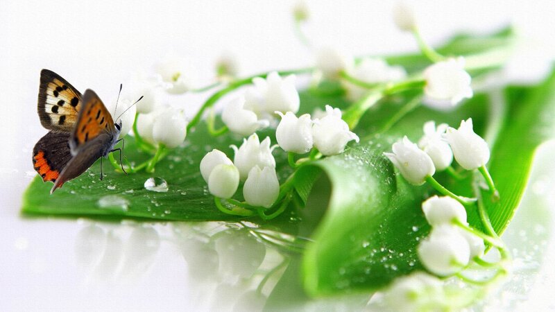 Butterfly on Lily of the Valley