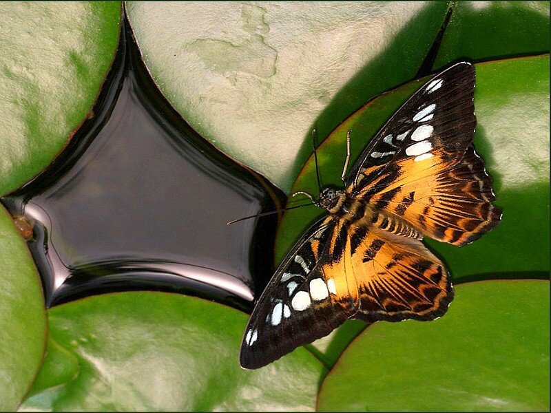 Butterfly on Lily Pad — Green