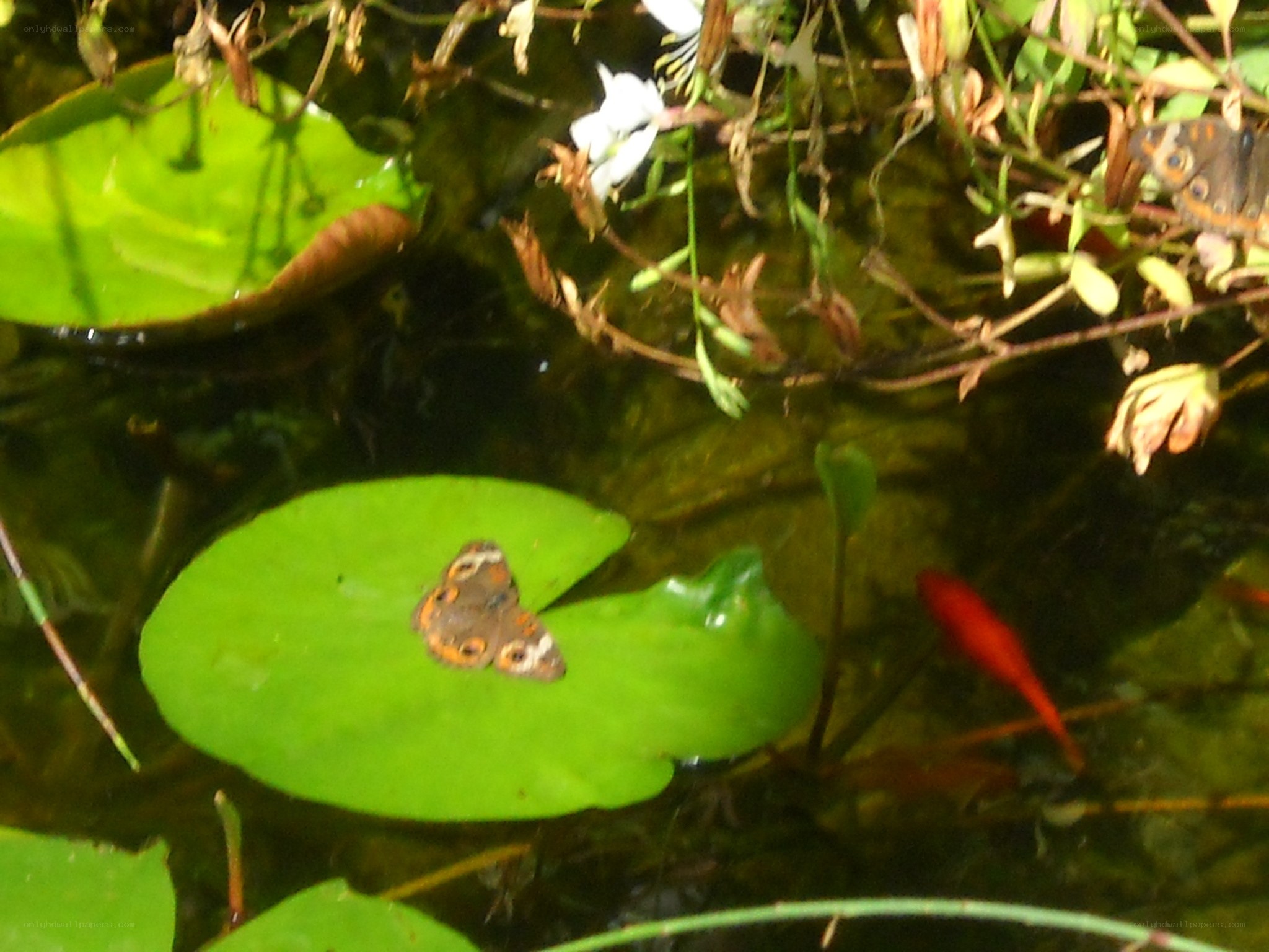 butterfly on lily pad