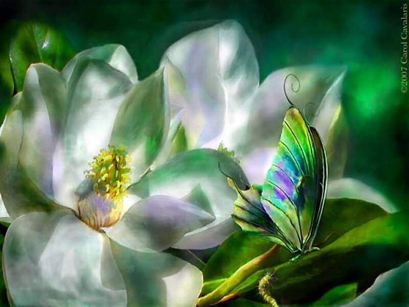 Butterfly on Magnolia Flower