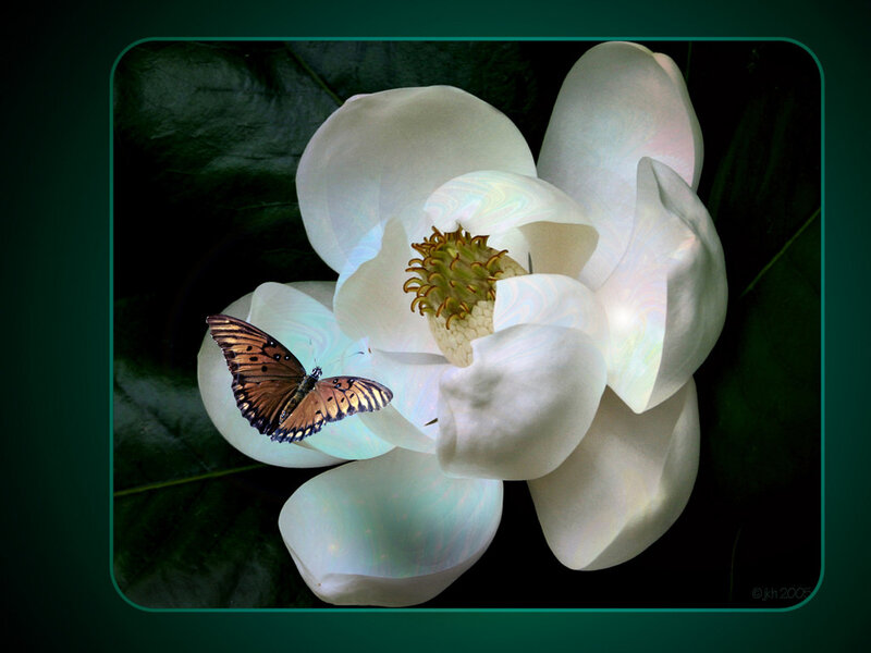 Butterfly on Magnolia Flower — White
