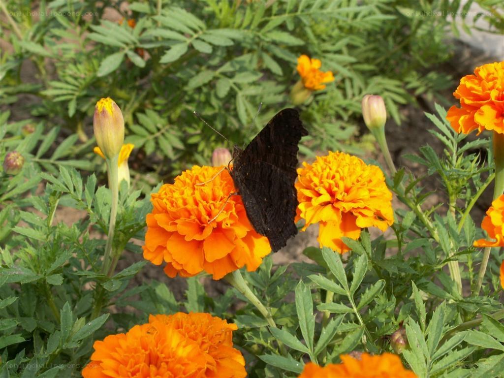 Butterfly on marigold flower