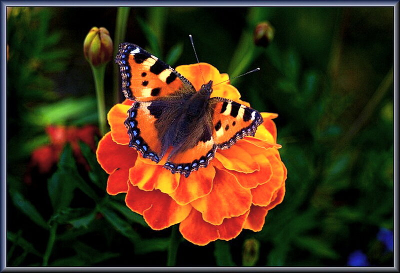 Butterfly on Marigold Flower — Orange, Calm, Afternoon