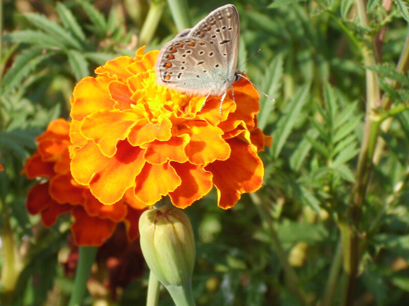 Butterfly on Marigold Flower — Orange, Calm