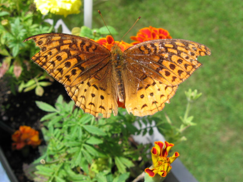Butterfly on Marigold Flower — Orange