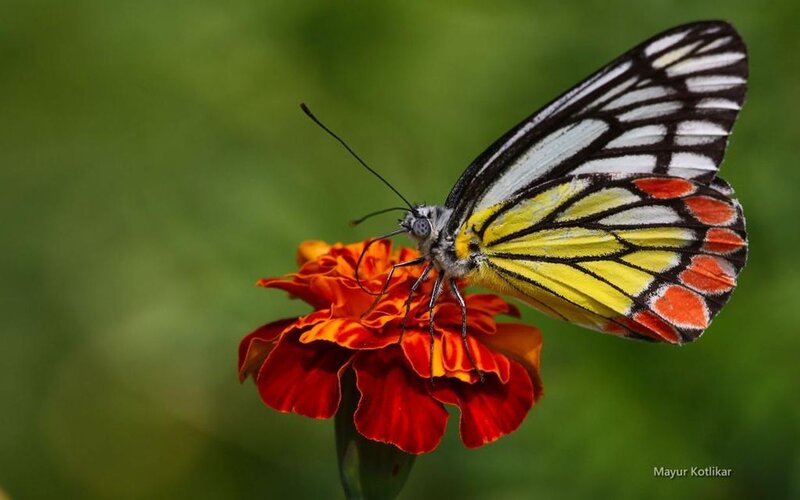 Butterfly on Marigold Flower — Red