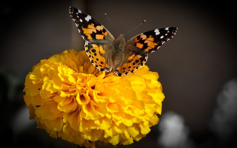 Butterfly on Marigold Flower — Yellow, Calm