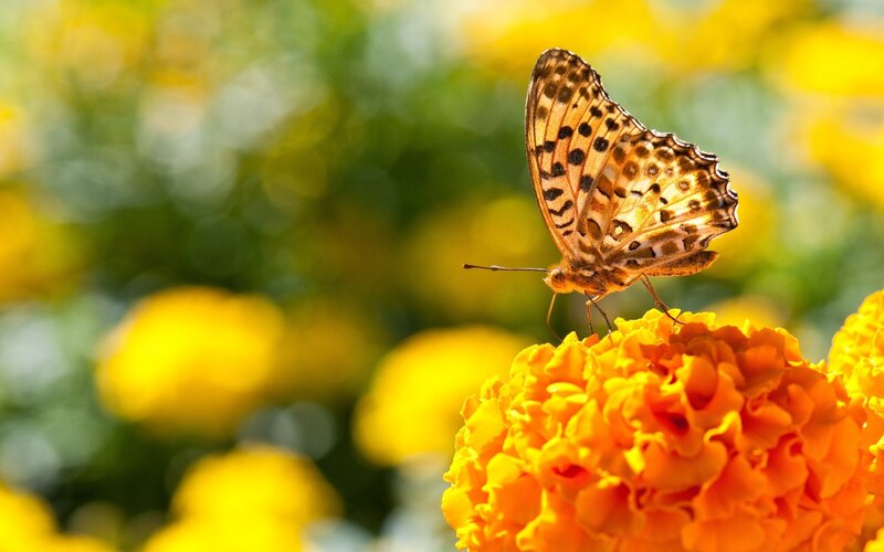 Butterfly on Marigold Flower — Yellow