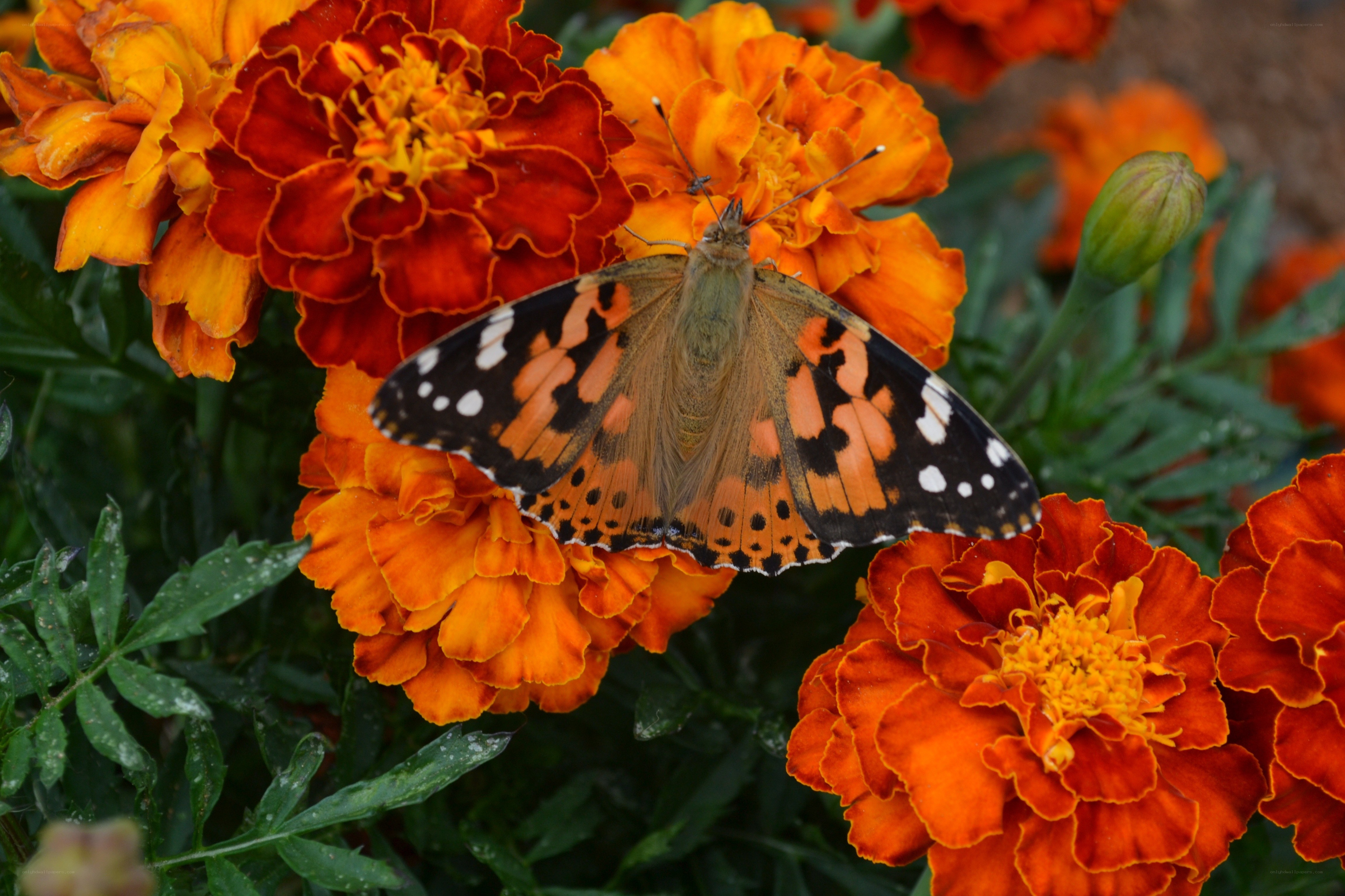 butterfly on marigold flower
