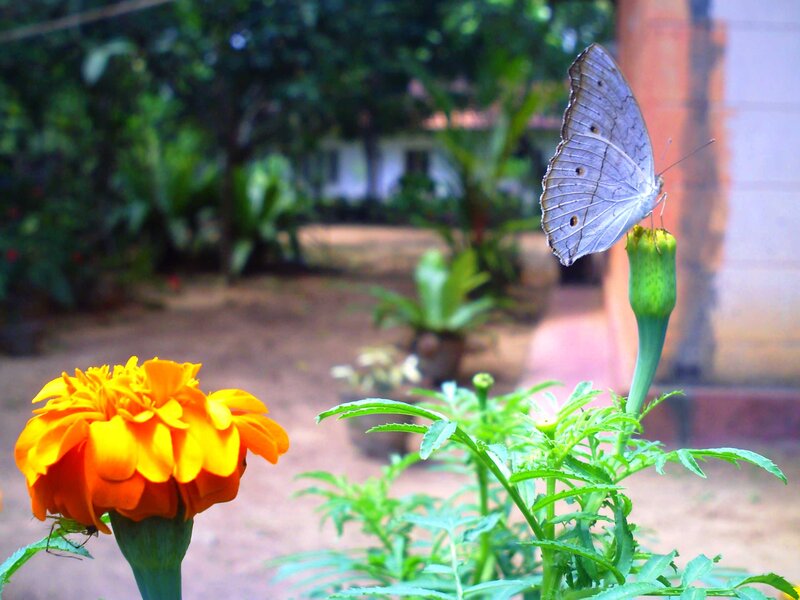 Butterfly on Marigold