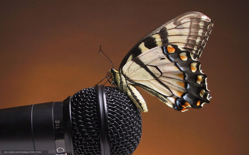 Butterfly on Microphone — Black, Calm