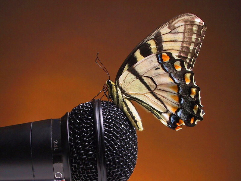 Butterfly on Microphone — Black