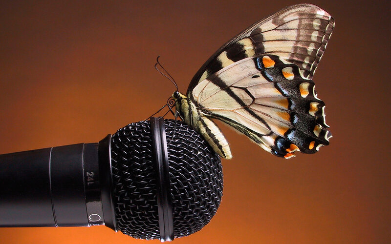 Butterfly on Microphone