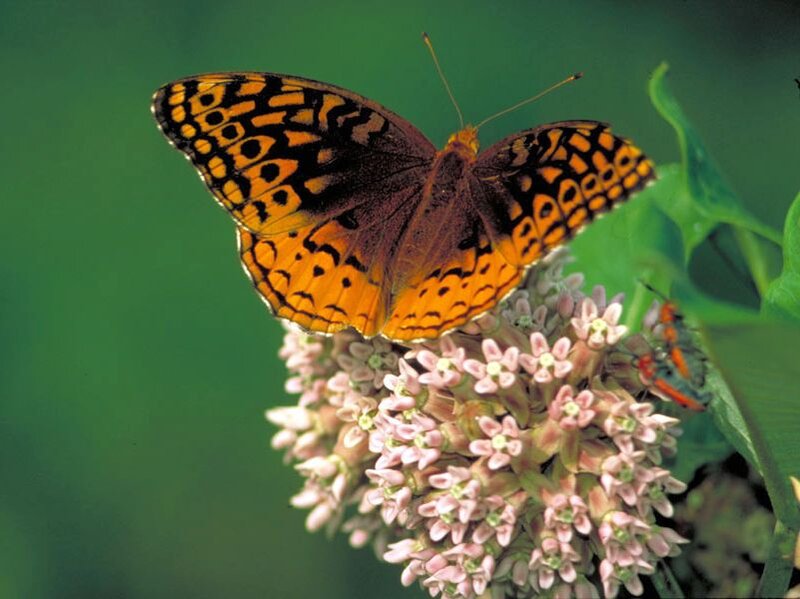 Butterfly on Milkweed
