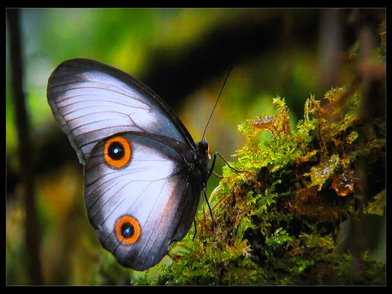 Butterfly on Moss — Green