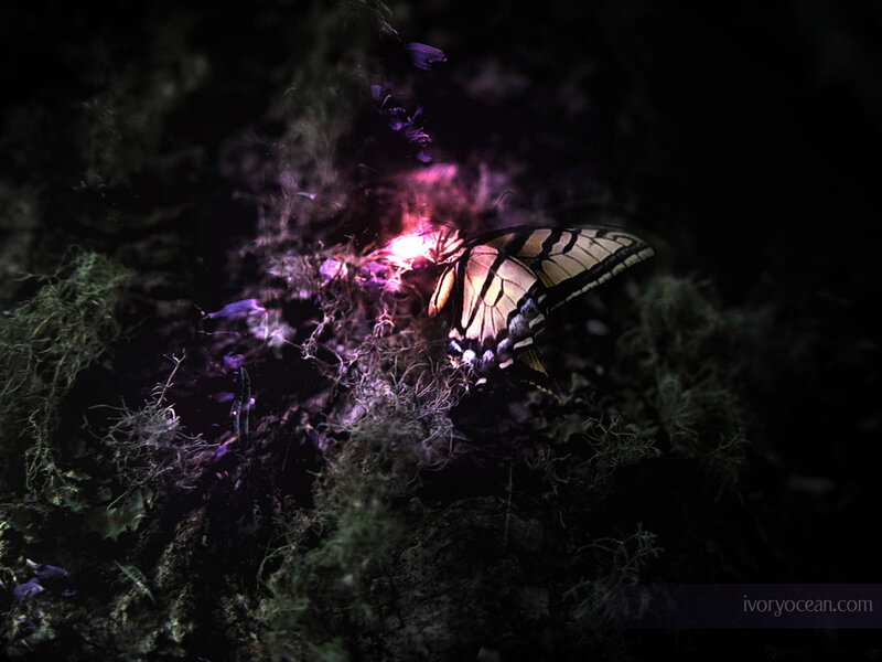 Butterfly on Moss