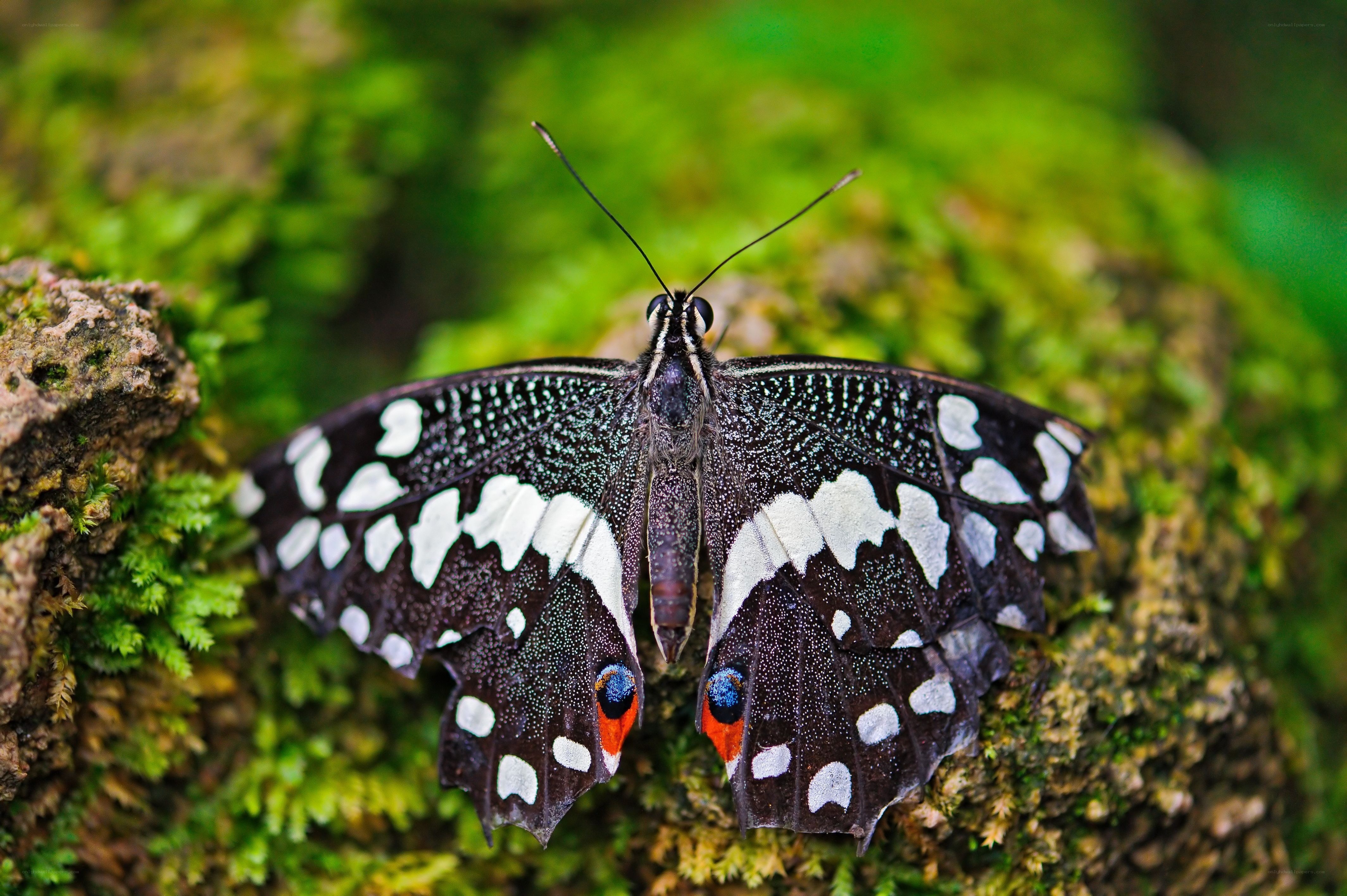 butterfly on mossy rock