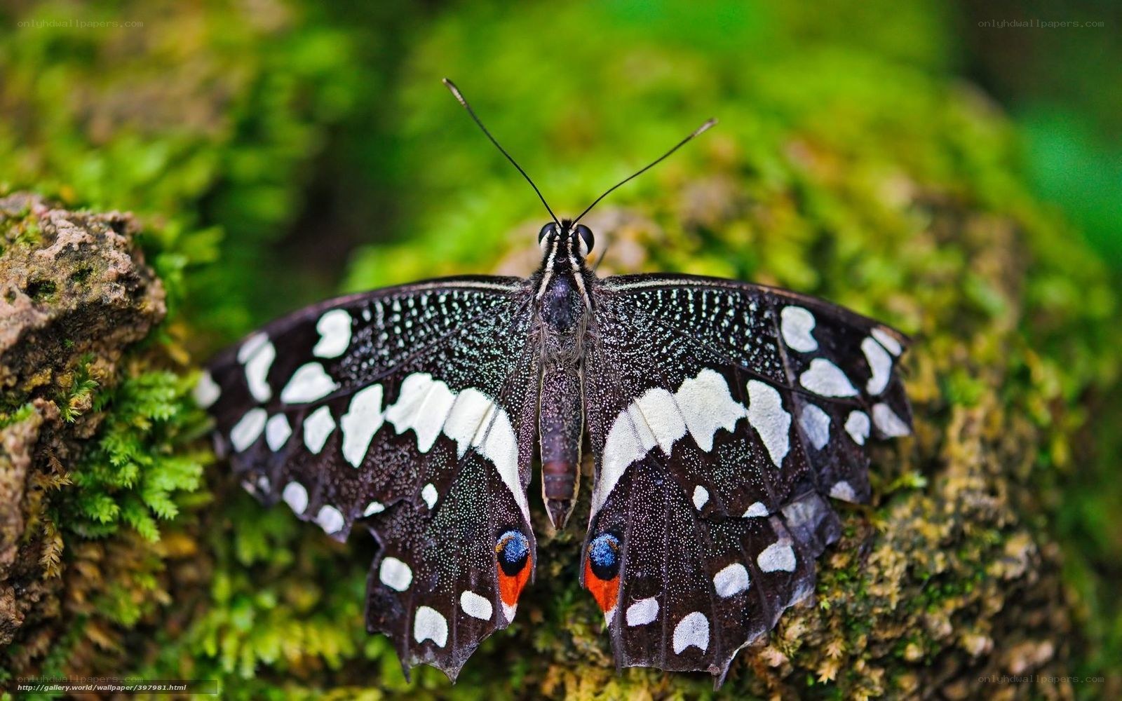 Butterfly on mossy rock