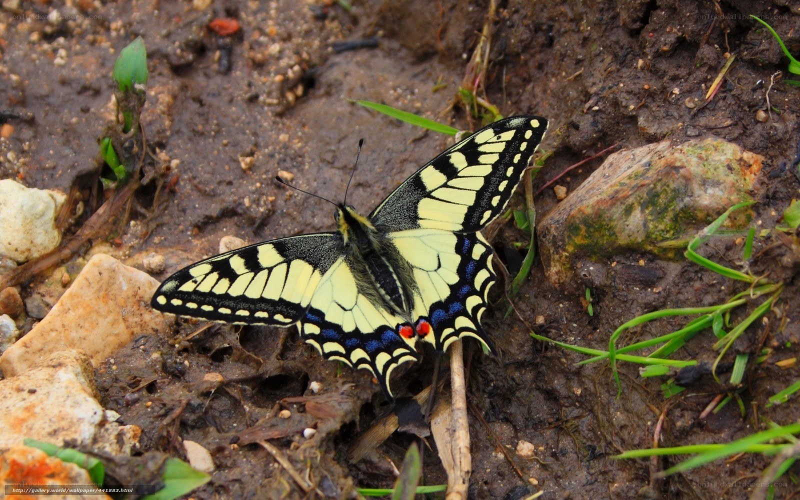 Butterfly on muddy ground