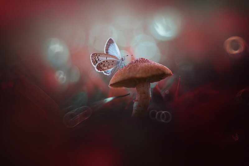 Butterfly on Mushroom