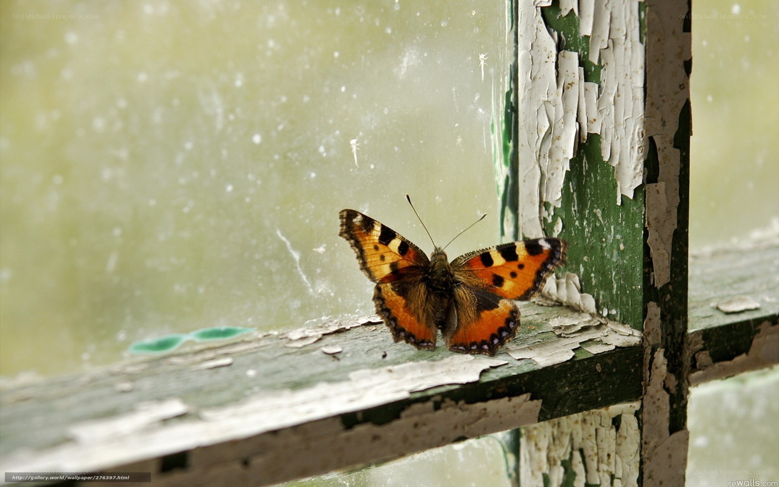 butterfly on old window