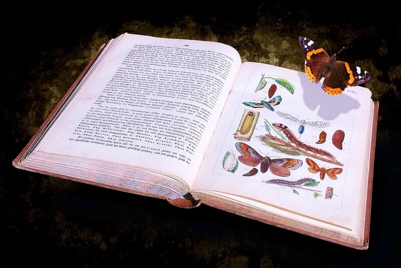 butterfly on open book