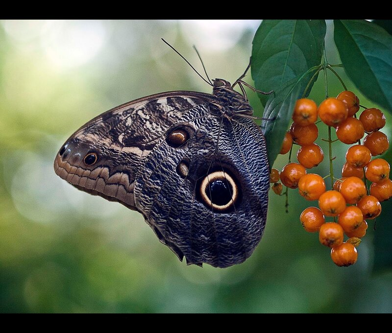 Butterfly on Orange Berries