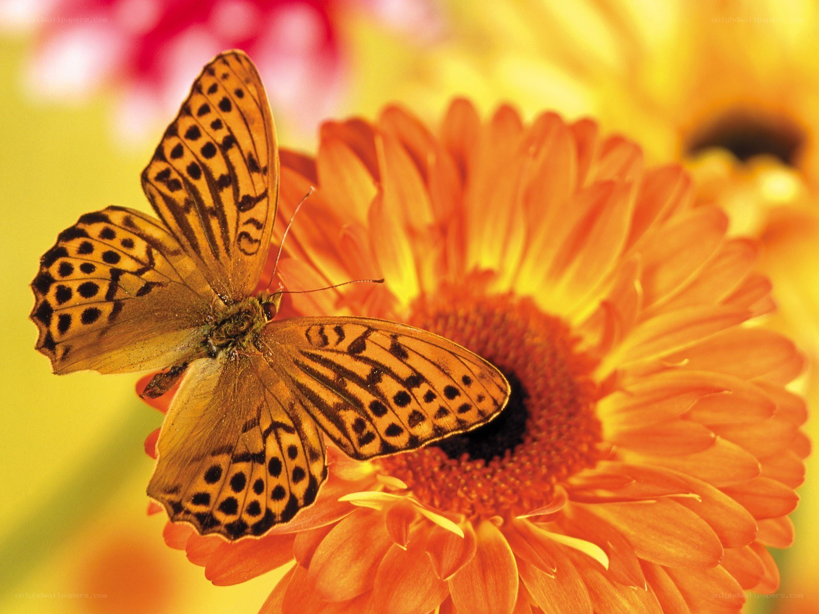Butterfly on orange flower