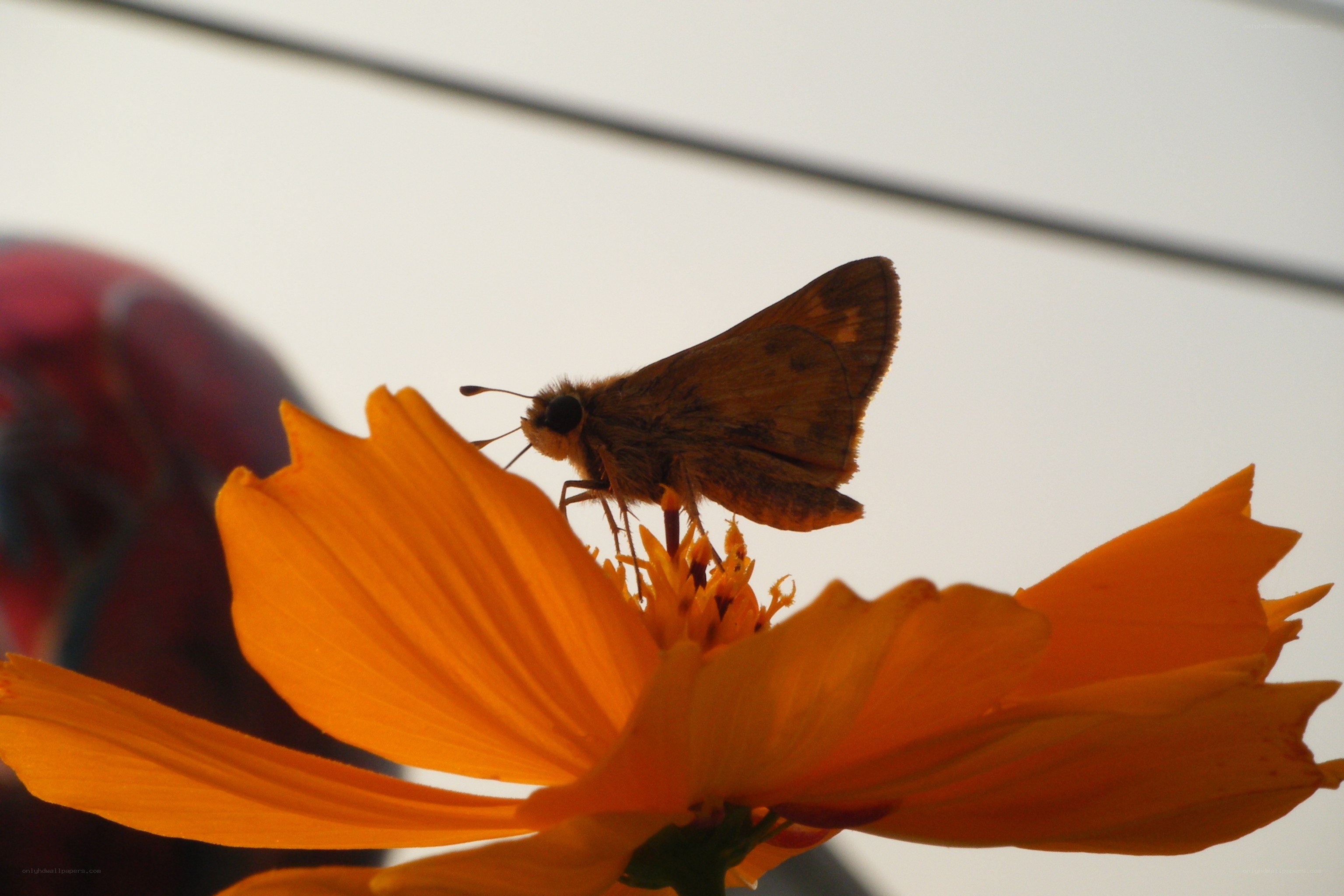 Butterfly on orange flower
