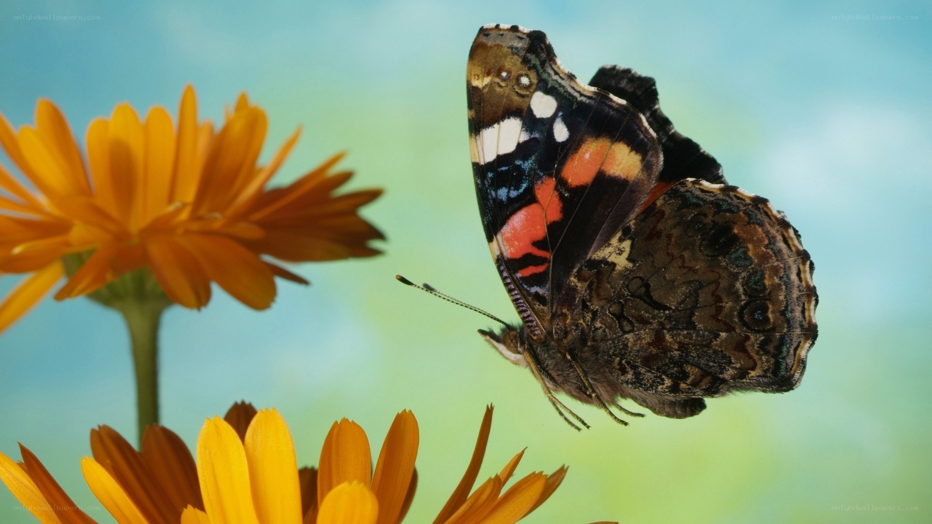 butterfly on orange flower
