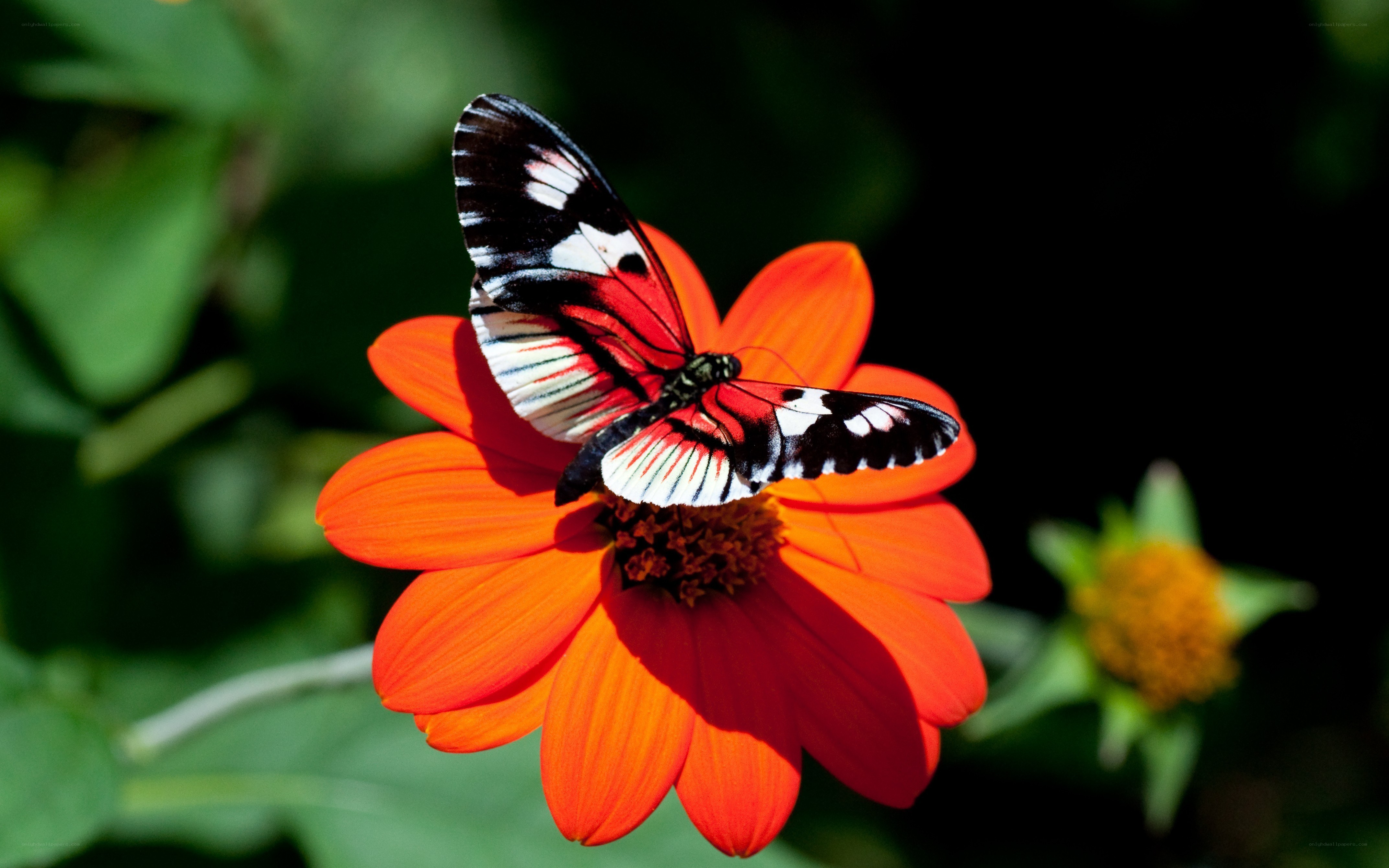 Butterfly on orange flower