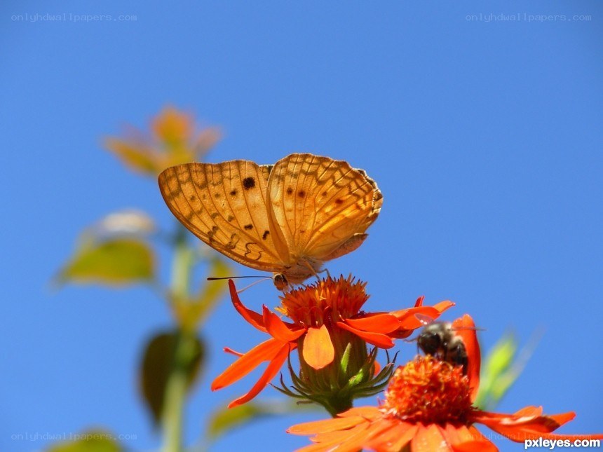Butterfly on orange flower