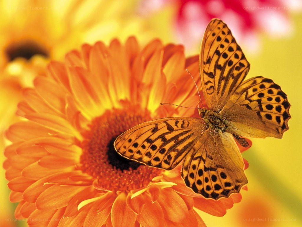 butterfly on orange flower