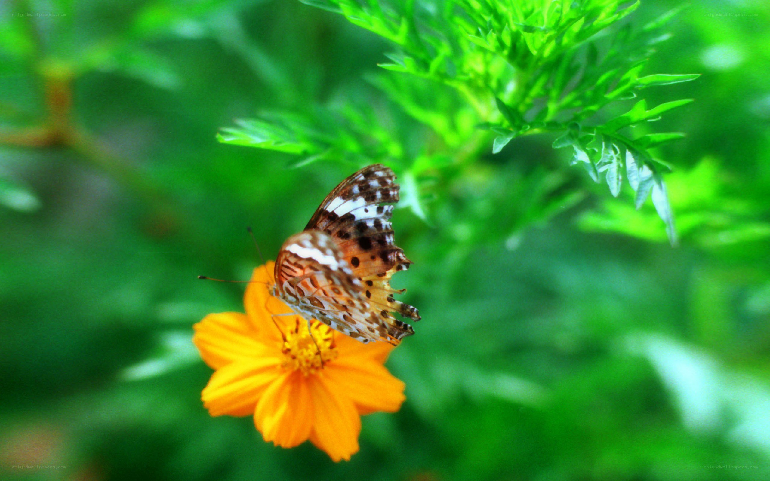 butterfly on orange flower