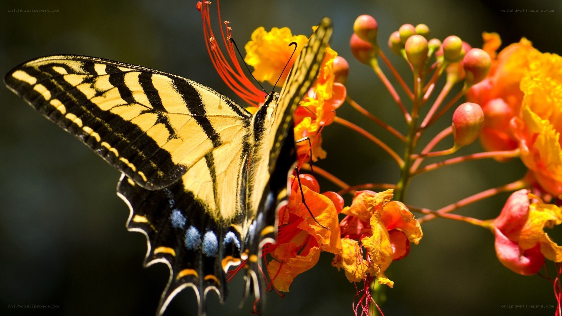 Butterfly on orange flower