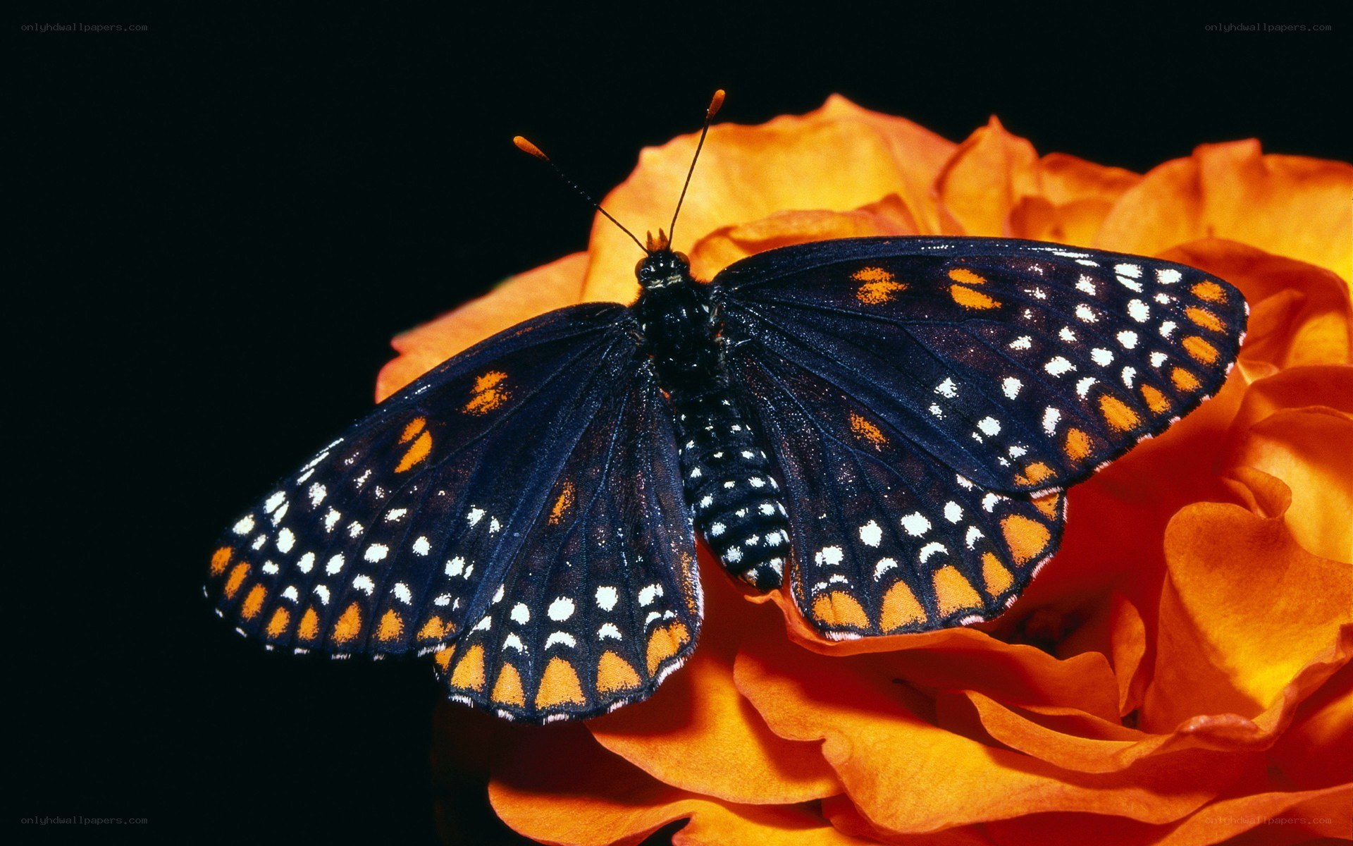 butterfly on orange flower