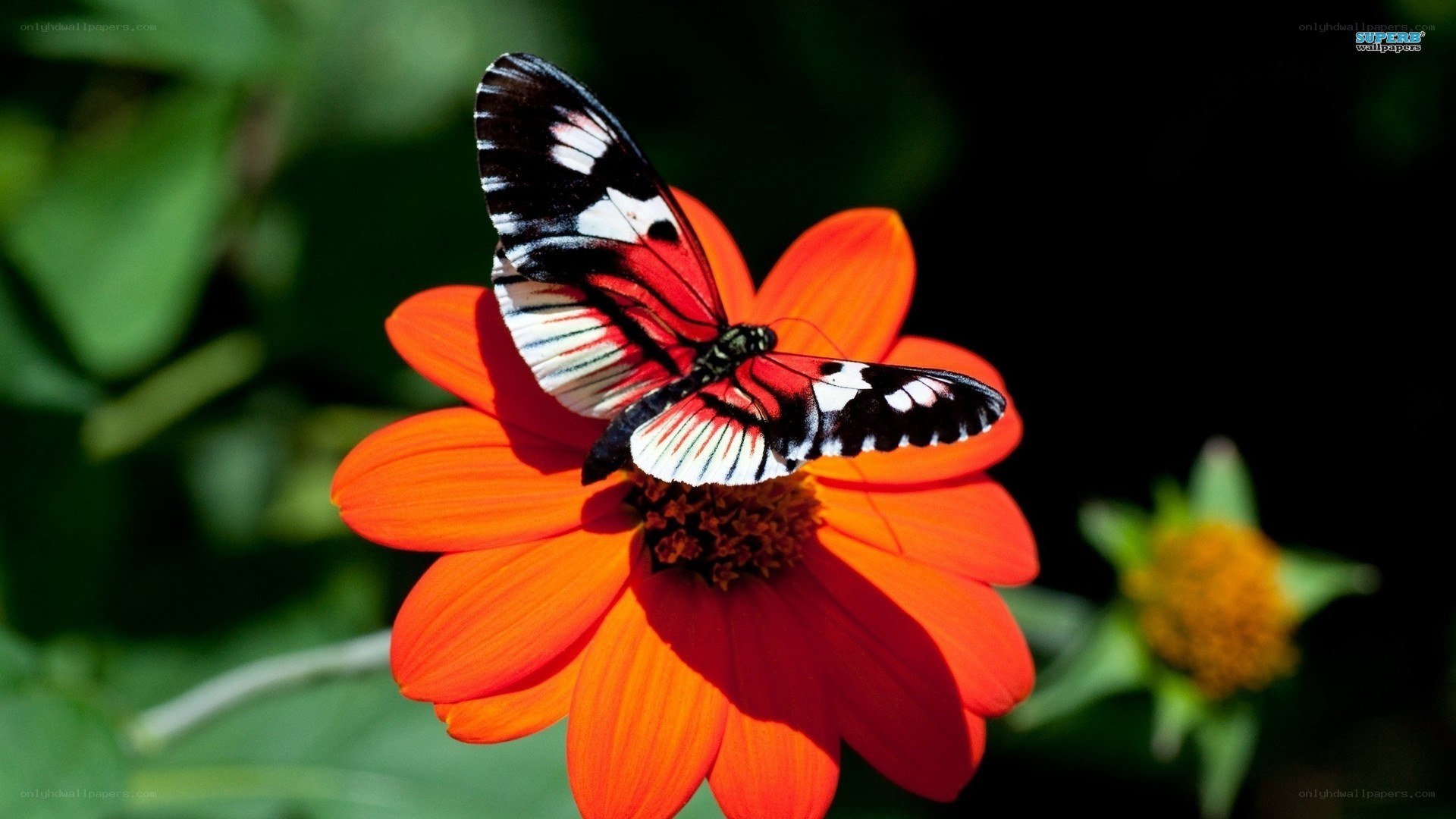 butterfly on orange flower