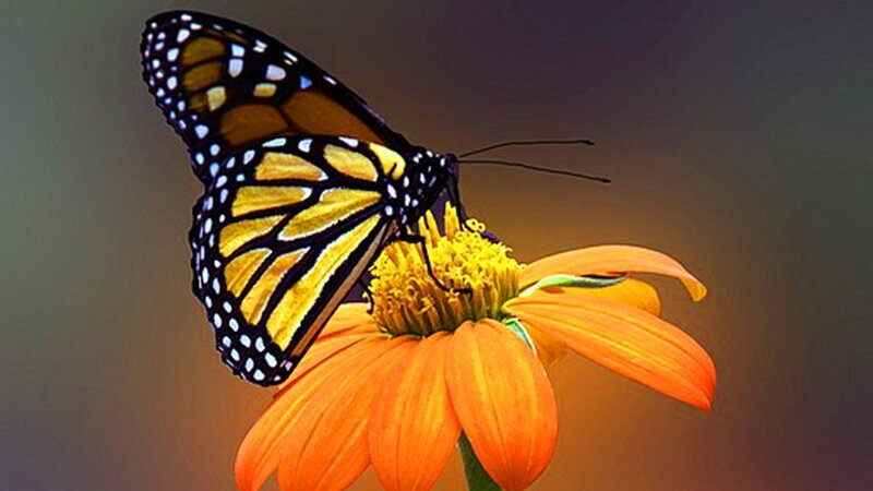 butterfly on orange flower