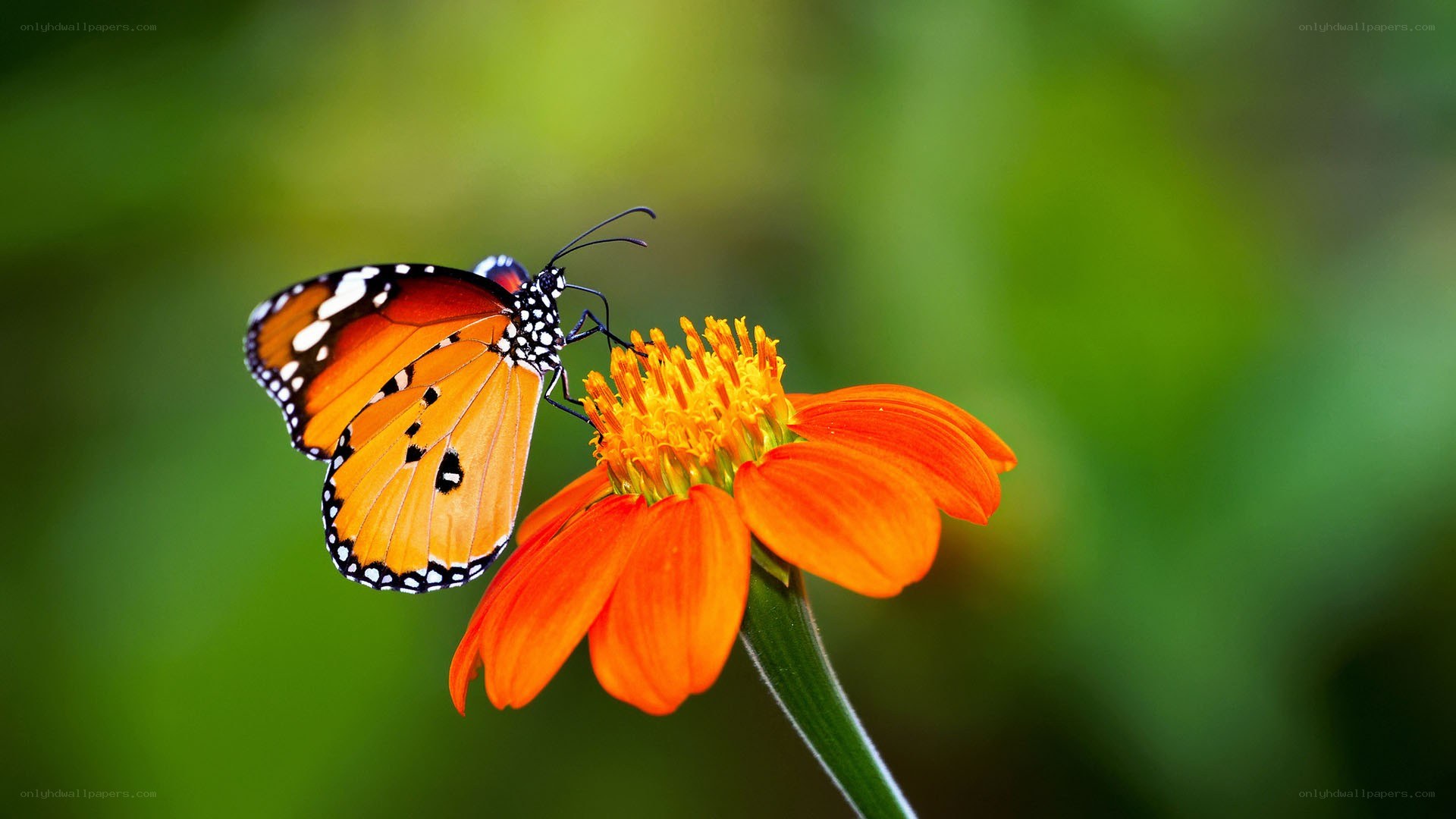 Butterfly on orange flower