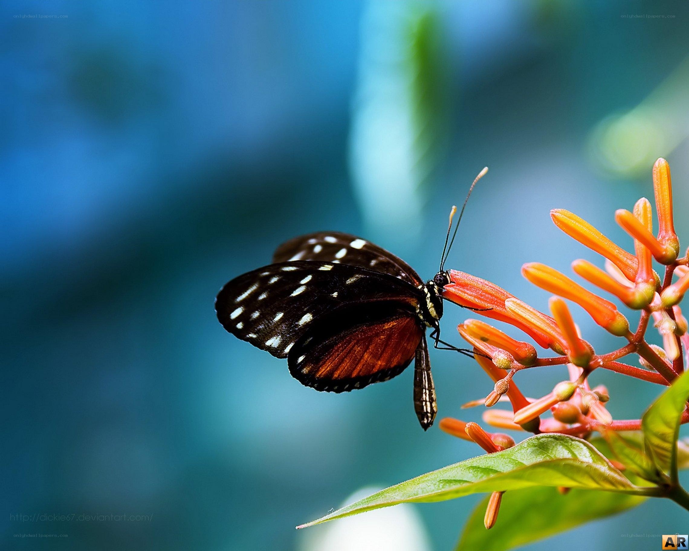 Butterfly on orange flower