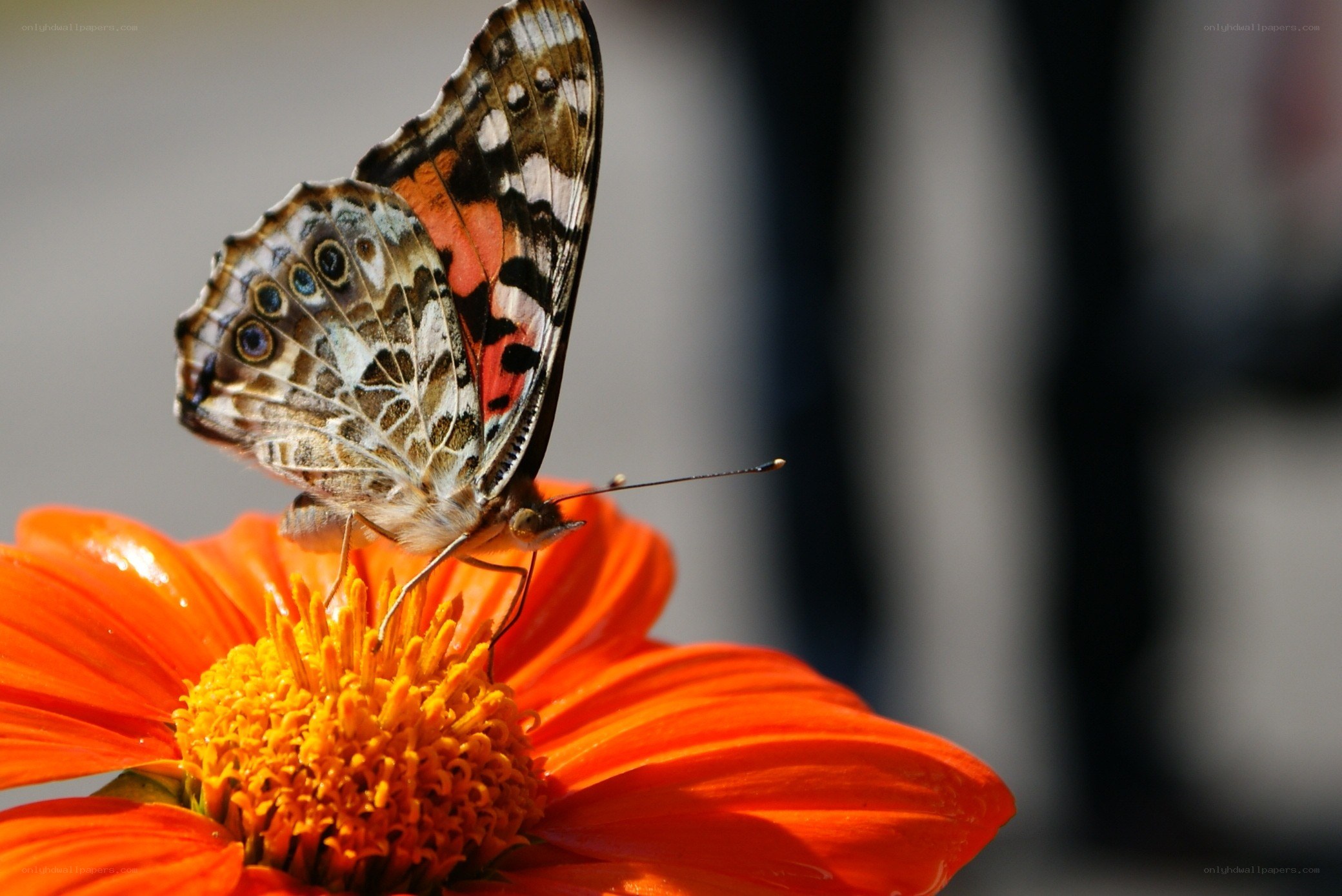 butterfly on orange flower