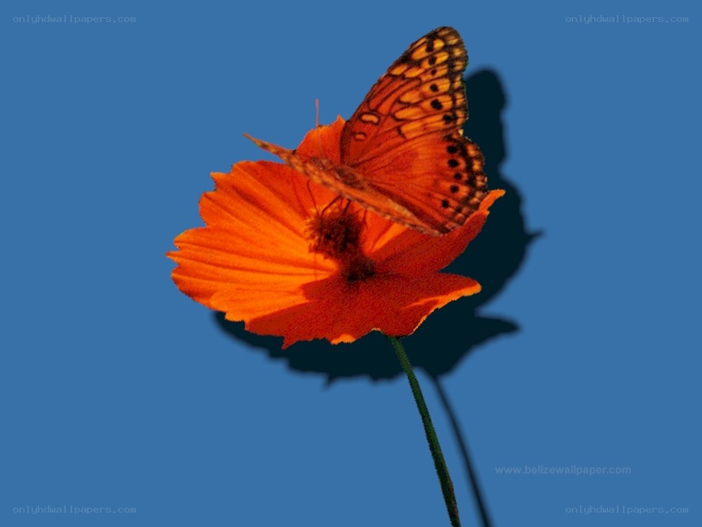 butterfly on orange flower
