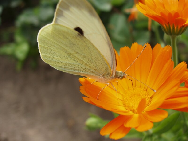 butterfly on orange flower